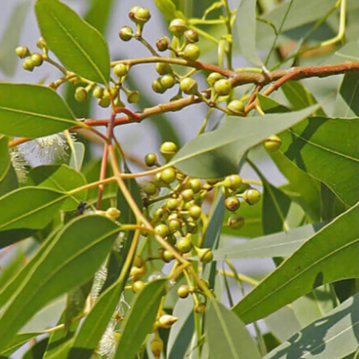Lemon Eucalyptus / Lemon Scented Gum
(Corymbia citriodora)