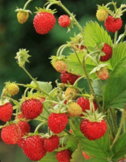Strawberry 'Baron Von Solemacher' (Fragaria Vesca)