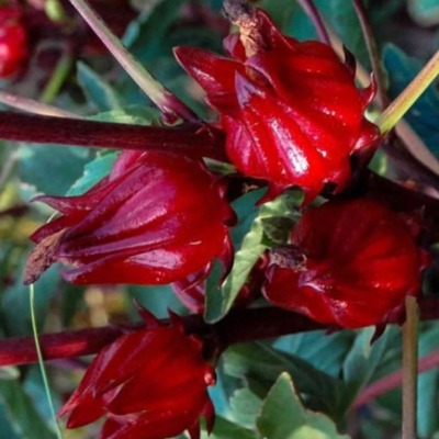 Red Roselle AKA Hibiscus Tea Plant
(Hibiscus sabdariffa)