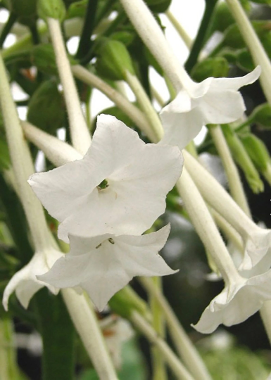 Flowering Tobacco 'Indian Ghost Pipes'
(Nicotiana sylvestris)