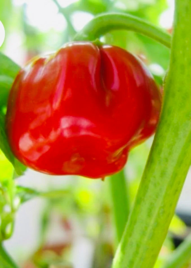 Pepper 'Red Mushroom'
(Capsicum annum)