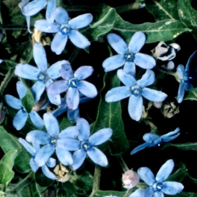 Blue Flower Milkweed 'Heavenly Blue '
(Tweedia caerulea)