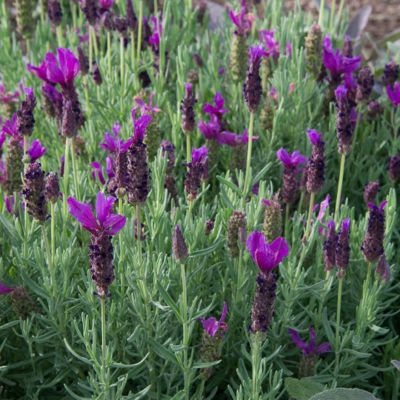 Lavender, Spanish 'Purple Ribbon' (Lavandula Stoechas)