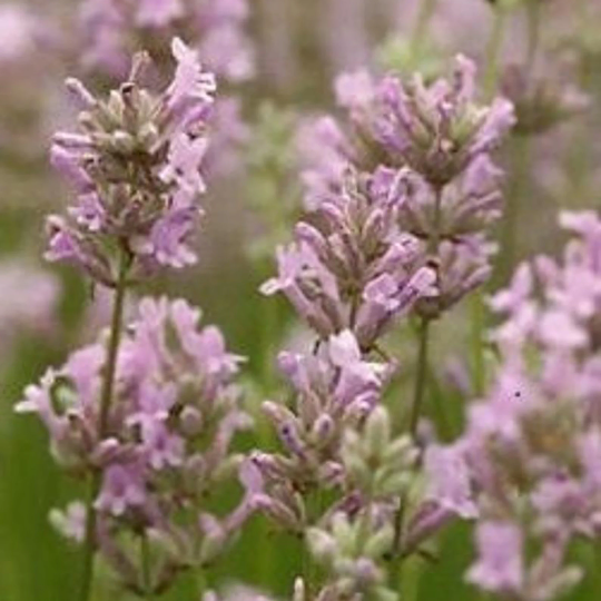 Lavender, English 'Pink Perfume'
(Lavandula Angustifolia)