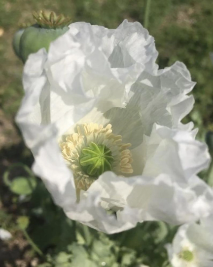 Poppy 'Sissinghurst White'
(Papaver somniferum)