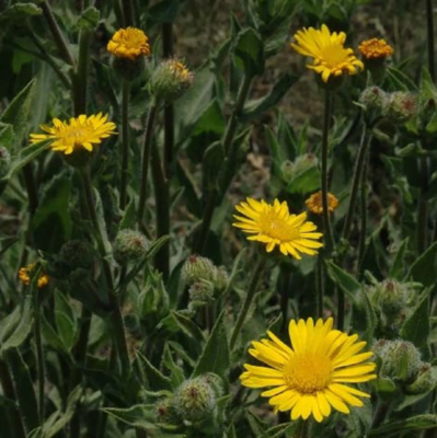 Mexican Arnica 
(Heterotheca inuloides)
