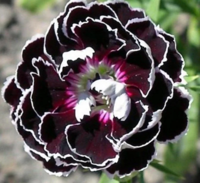 Chinese Pinks 'Velvet 'n Lace'
(Dianthus chinensis)
