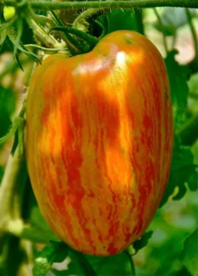 Tomato 'Speckled Roman' (Solanum lycopersicum)