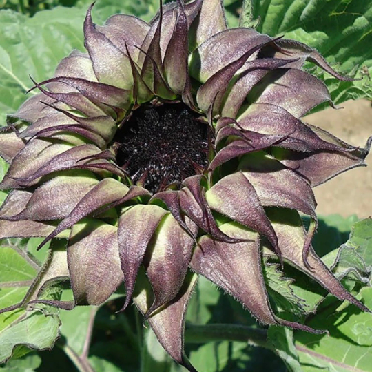 Sunflower 'Sun-Fill™ Purple' (F1) (Helianthus annuus)