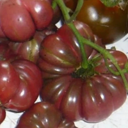 Tomato 'Purple Calabash' (Solanum lycopersicum)