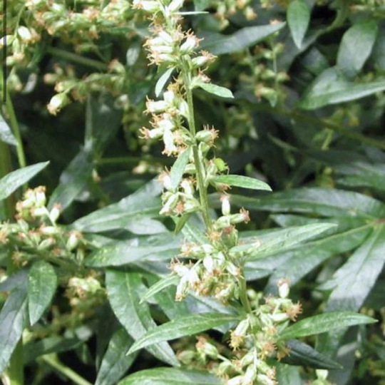 Mugwort
(Artemisia vulgaris)