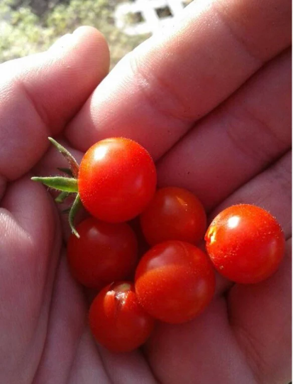 Tomato 'Matt's Wild Cherry' (Solanum lycopersicum var. cerasiforme)