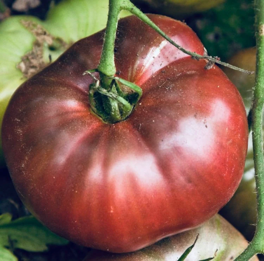 Tomato 'Cherokee Purple' (Solanum lycopersicum)