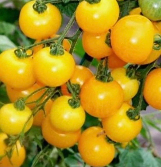 Tomato 'Yellow Ola Polka' (Solanum lycopersicum)