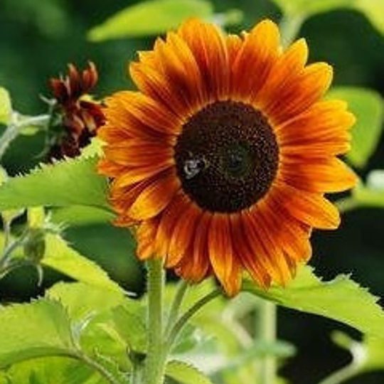 Sunflower 'Earthwalker' (Helianthus annuus)