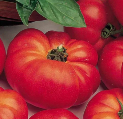 Tomato 'Super Marmande' (Solanum lycopersicum)