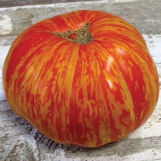Tomato 'Solar Flare' (Solanum lycopersicum)
