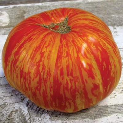 Tomato 'Solar Flare' (Solanum lycopersicum)