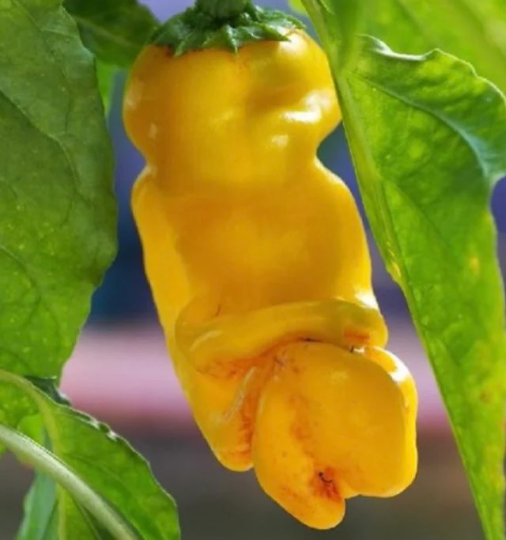 Pepper 'Peter Pepper Yellow'
(Capsicum annum)
