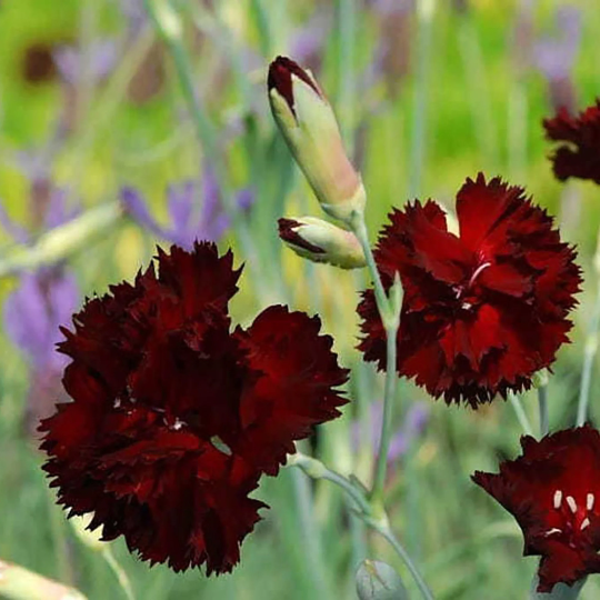 Carnation 'King of The Blacks'
(Dianthus caryophyllus)