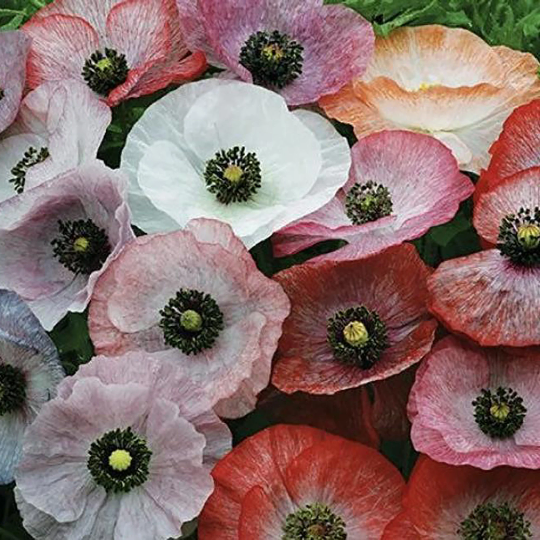 Poppy 'Mother of Pearl'
(Papaver Rhoeas)