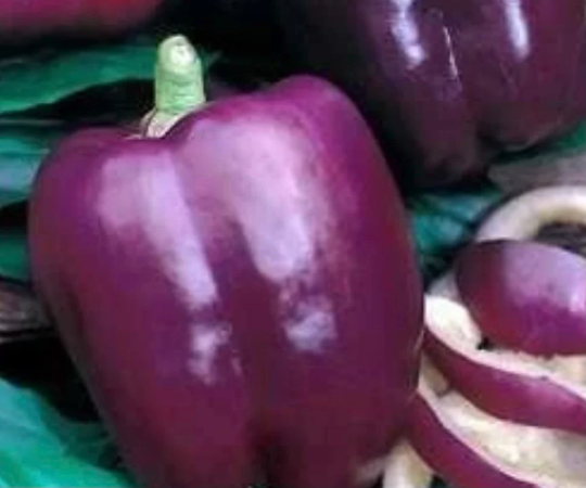 Pepper 'Purple Beauty'
(Capsicum annum)