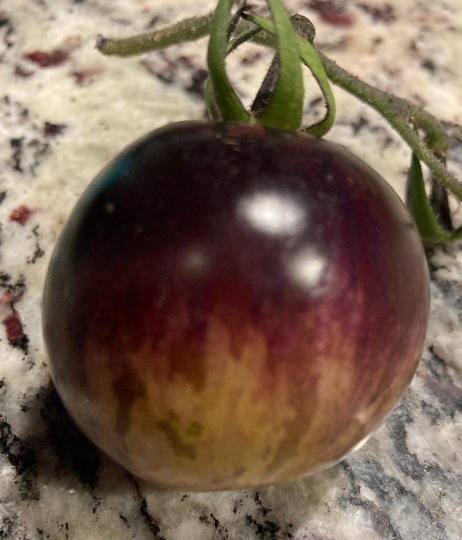 Tomato 'Stripes of Yore' (Solanum lycopersicum)
