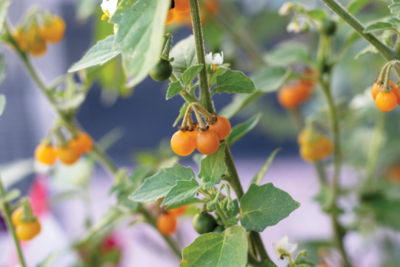 Berry 'Golden Pearls'
(Solanum villosum)