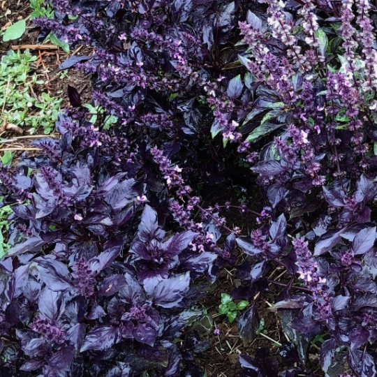 Basil 'Round Midnight Purple' (Ocimum basilicum)