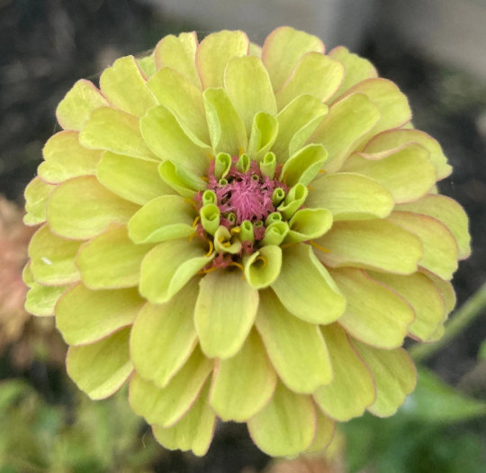 Zinnia 'Queen Lime with Blush'
10+ Seeds