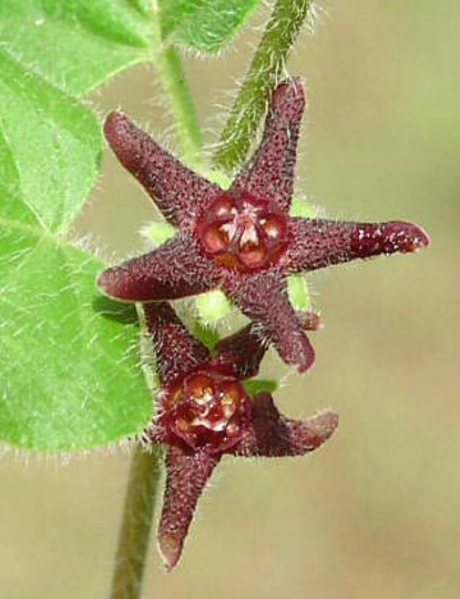 Purple Milkweed Vine / Star Milkvine
(Matelea biflora)