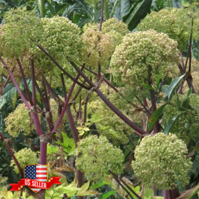 Angelica AKA Holy Ghost Plant (Angelica archangelica)