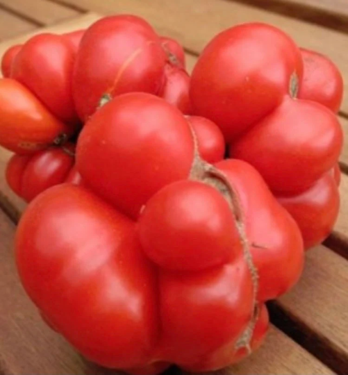 Tomato 'Voyage' / 'Reisetomate' / 'Brains' (Solanum lycopersicum)