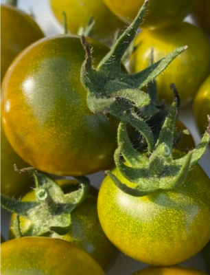 Tomato 'Pocket Star Cherry' (Solanum lycopersicum)