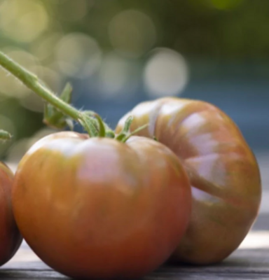 Tomato 'Vintage Wine' (Solanum lycopersicum)