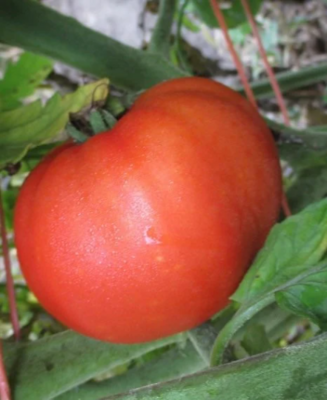 Tomato 'Cosmonaut Volkov' (Solanum lycopersicum)