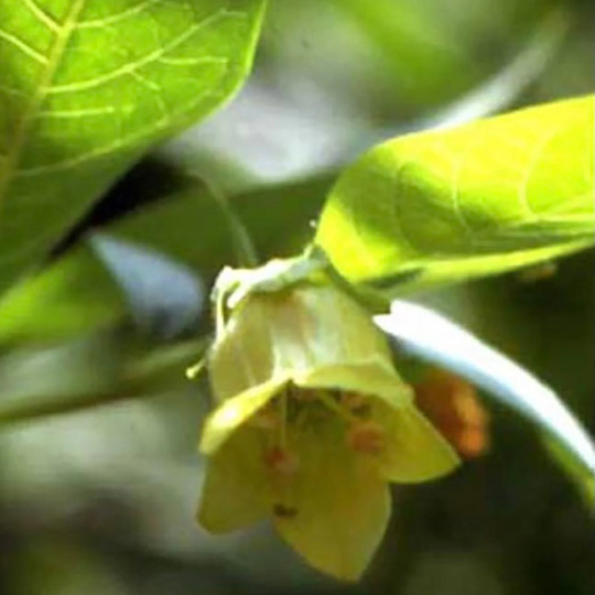 Yellow Flowered Belladonna (Atropa belladonna var. lutea)