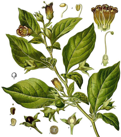 Caucasican Belladonna
(Atropa caucasica)