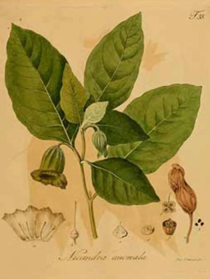Asian Belladonna (Scopolia luridus)