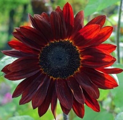 Sunflower 'Red Sun' (Helianthus annuus)