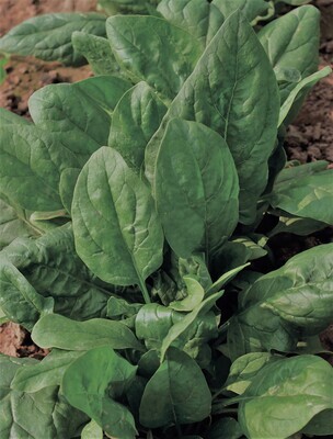 Spinach 'Space' Hybrid
(Spinacia oleracea)