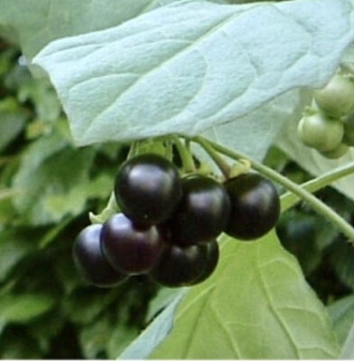 Berry 'Sunberry' AKA Wonderberry
(Solanum burbankii)