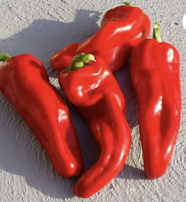 Pepper 'Dulce de España'
(Capsicum annum)