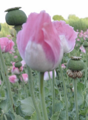 Poppy 'Afghan Mix'
(Papaver somniferum)