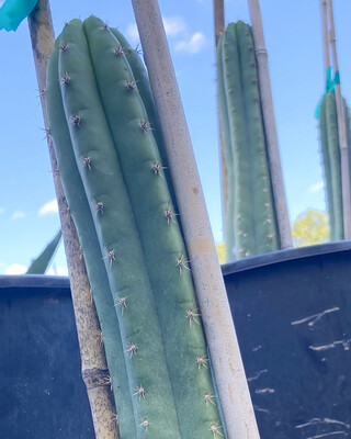 San Pedro Cactus
(Echinopsis pachanoi)