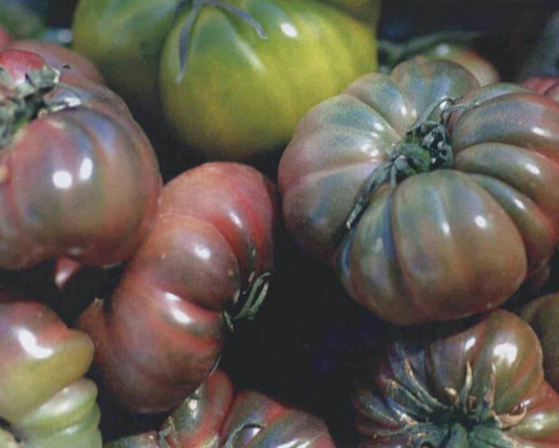 Tomato 'Black Krim' (Solanum lycopersicum)