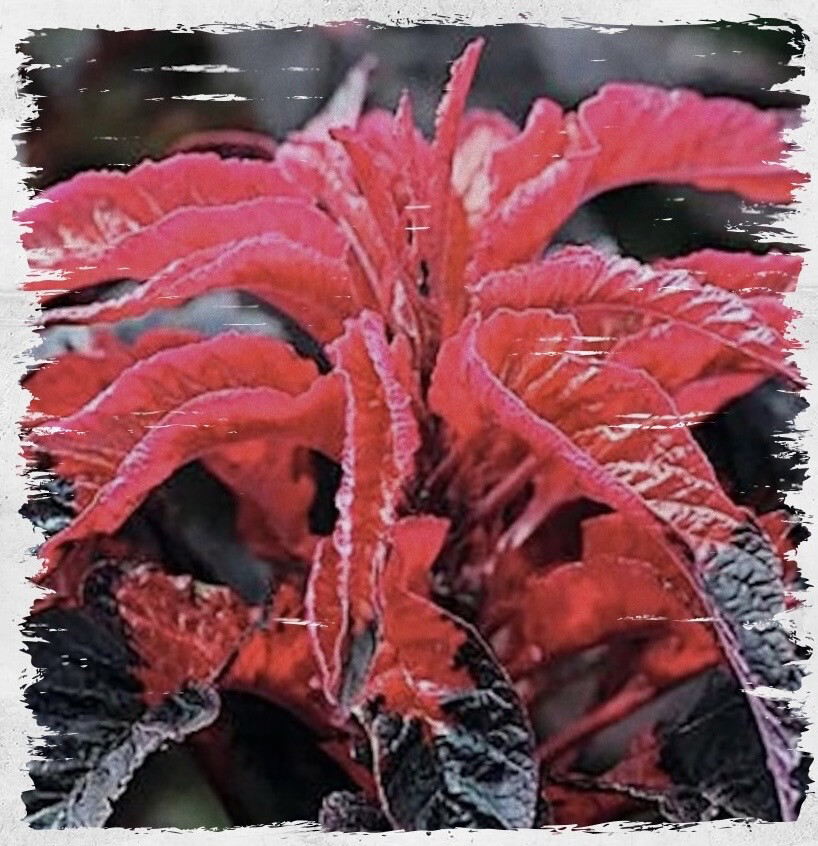 Amaranth 'Molten Fire' (Amaranthus bicolor)