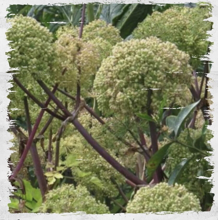 Angelica AKA Holy Ghost Plant (Angelica archangelica)