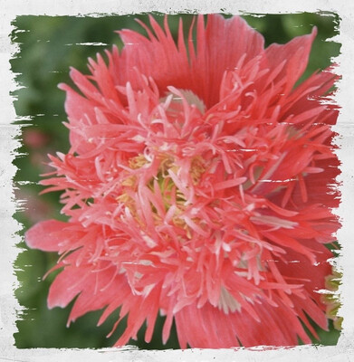 Poppy 'Rose Feathers'
(Papaver somniferum)