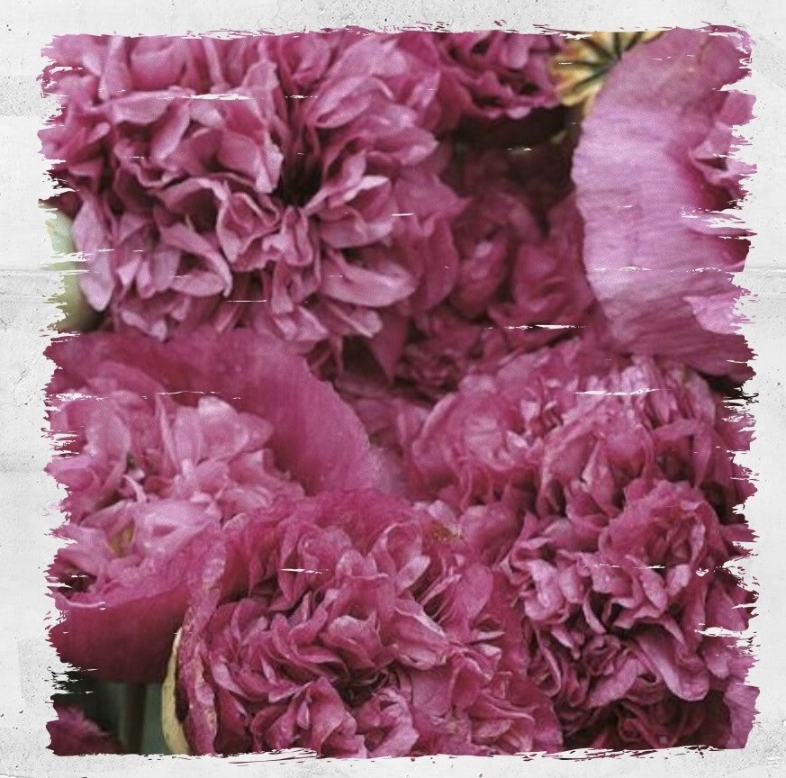 Poppy 'Violetta Blush'
(Papaver somniferum)